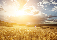 Image of wheat field with sun shining in the sky