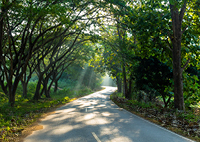 Winding road in the middle of a forest