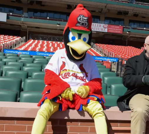St. Louis Cardinals' Fred Bird wearing a Stifel branded jersey